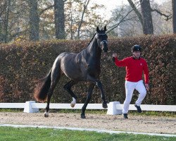 dressage horse Rising Star (Westphalian, 2021, from Raven)