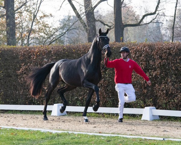 dressage horse Sebastian 113 (Oldenburg, 2021, from So Perfect)