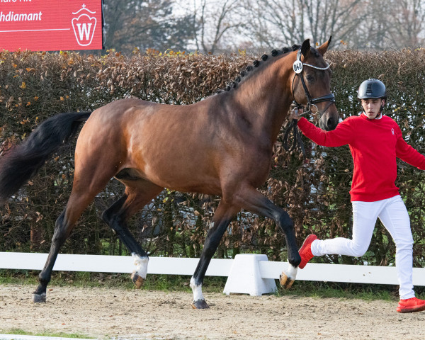 dressage horse Hengst von Taurus / Belantis I (Oldenburg, 2021, from Taurus)