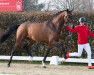 dressage horse Tapesi (Oldenburg, 2021, from Taurus)