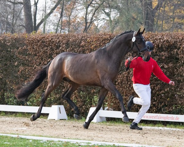 dressage horse Sir Jack (Westphalian, 2021, from So Perfect)