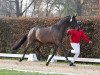 dressage horse Sir Jack (Westphalian, 2021, from So Perfect)