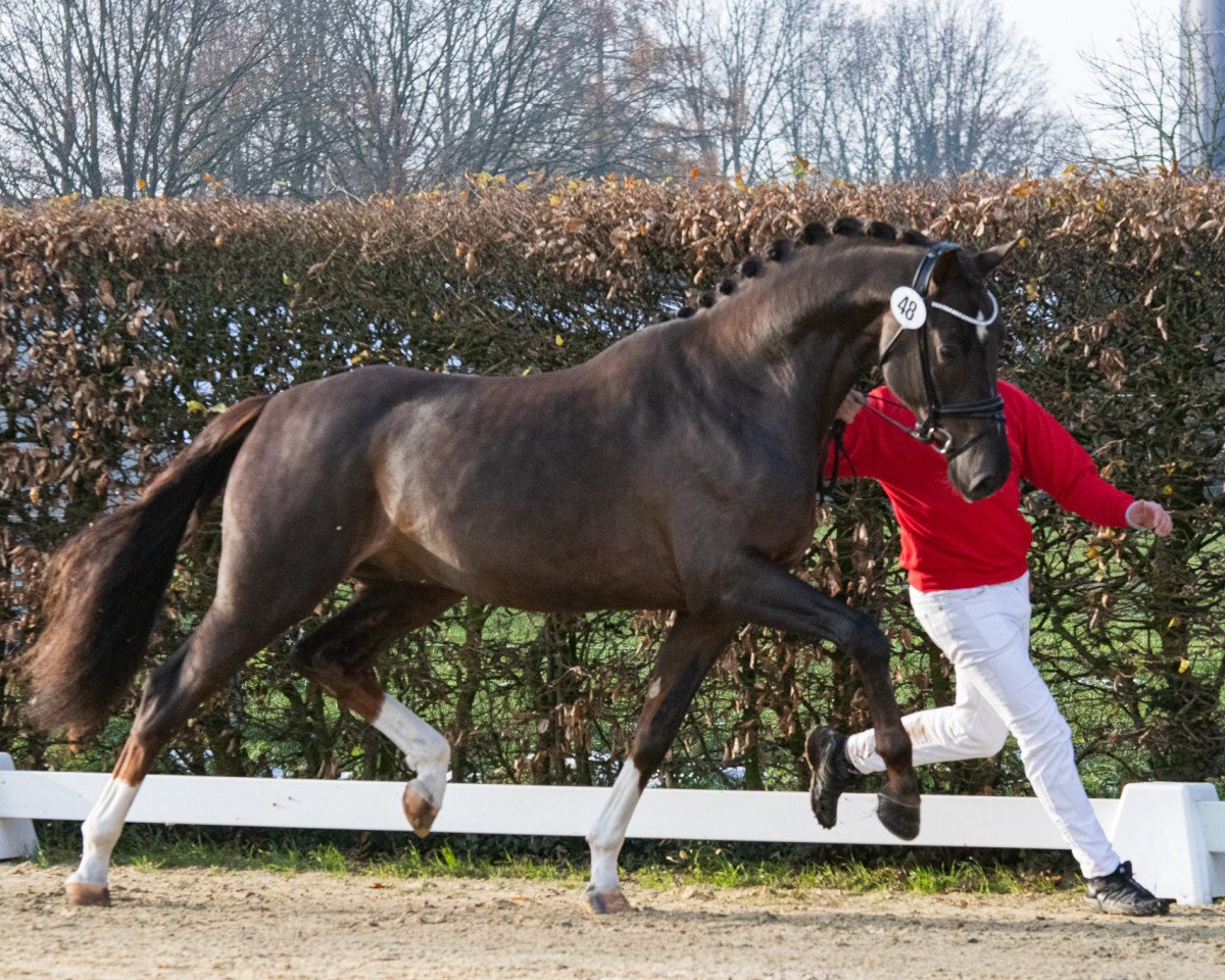 dressage horse Valerio D (Westphalian, 2021, from Vitalis)