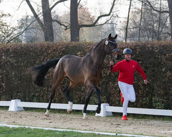 Dressurpferd Hengst von Taurus / Benicio (Westfale, 2021, von Taurus)