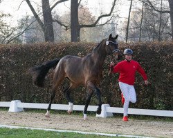 dressage horse Rock and Roll Tauro HS (Westphalian, 2021, from Taurus)