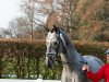 dressage horse Hengst von Vitalis / Dante Weltino (Hanoverian, 2021, from Vitalis)