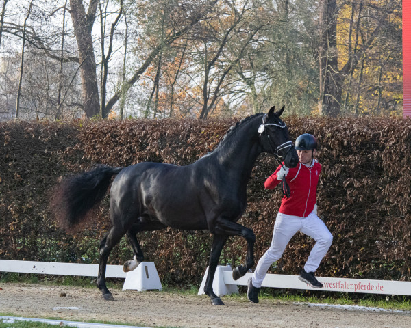 dressage horse Garibaldi (KWPN (Royal Dutch Sporthorse), 2021, from Glamourdale)