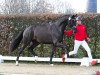 dressage horse Topform (Westphalian, 2021, from Taurus)