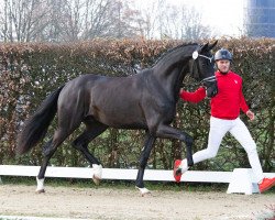 dressage horse Topform (Westphalian, 2021, from Taurus)