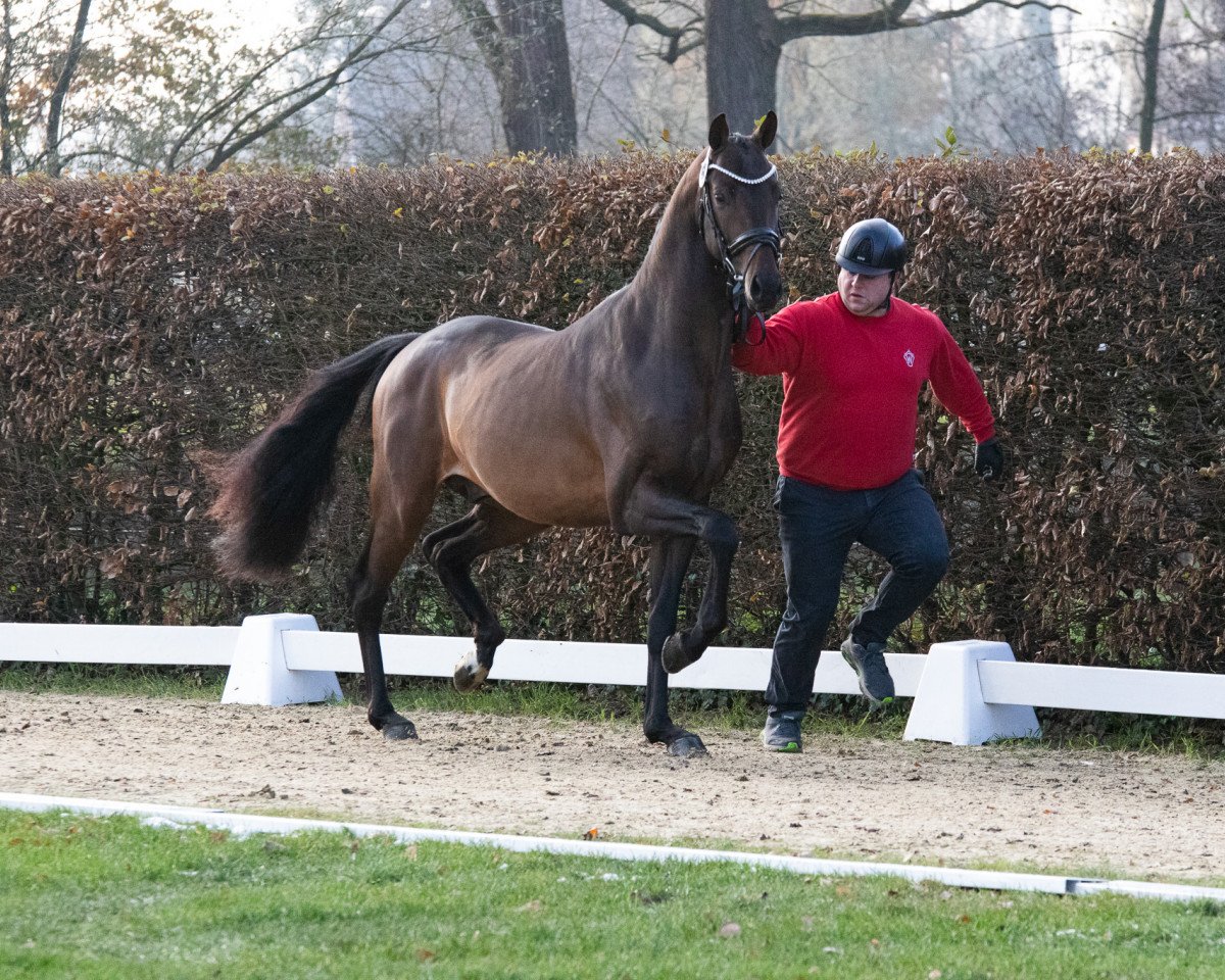 stallion Van Vivaldi II (Westphalian, 2021, from Vivaldi)
