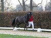 dressage horse Vandenabeele (Westphalian, 2021, from Vitalis)