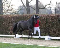 dressage horse Vandenabeele (Westphalian, 2021, from Vitalis)