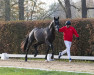 dressage horse Hengst von So Unique / Stedinger (Oldenburg, 2021, from So Unique)