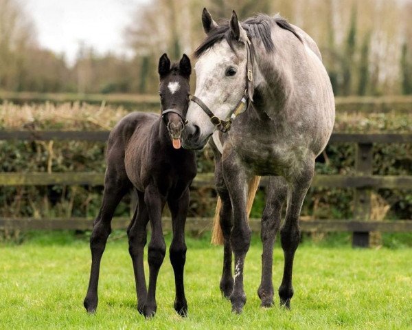 horse Stute von Galileo xx (Thoroughbred, 2021, from Galileo xx)