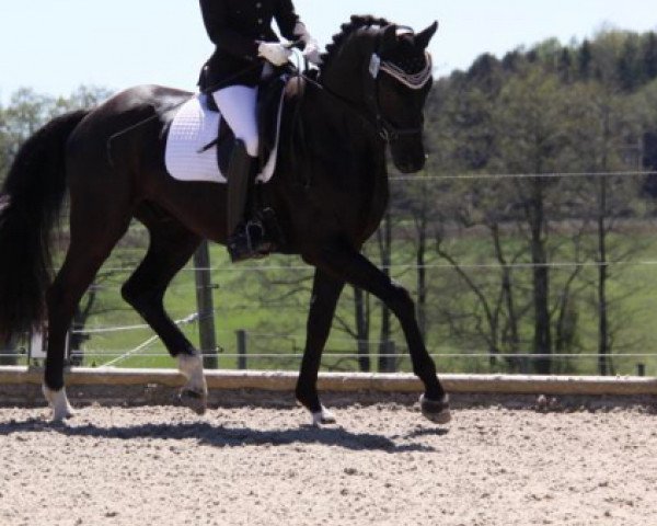 dressage horse Feliciano Gold (German Sport Horse, 2014, from For Romance I)