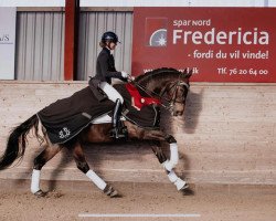 dressage horse Kaiseradler (Trakehner, 2007, from Van Deyk)