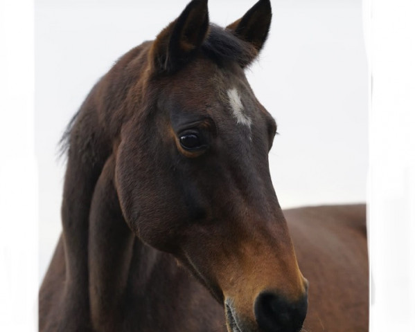 broodmare Chira-Bella F (German Sport Horse, 2006, from Cancoon)
