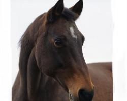 broodmare Chira-Bella F (German Sport Horse, 2006, from Cancoon)