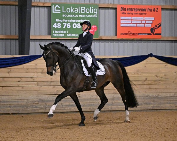 dressage horse Rafalou (Danish Warmblood, 2010)