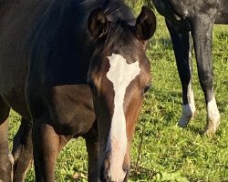 Pferd Insterabbey (Trakehner, 2023, von Agamemdon xx)