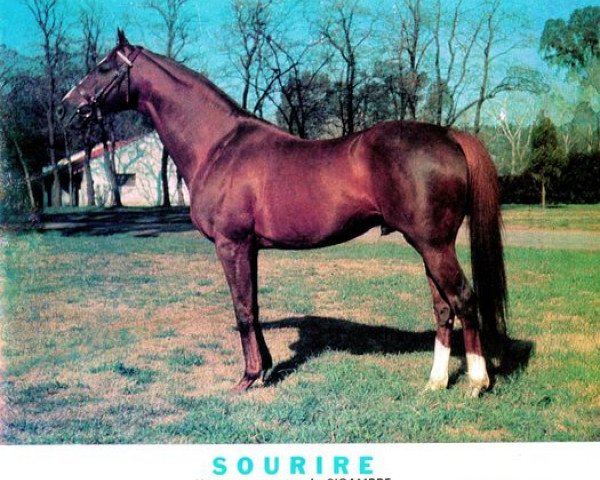 horse Sourire (Thoroughbred, 1959, from Goyama xx)