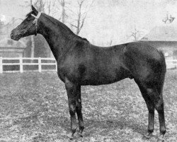 stallion Goyama xx (Thoroughbred, 1943, from Goya xx)