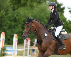 jumper Cool up (Oldenburg show jumper, 2014, from Chaccato)