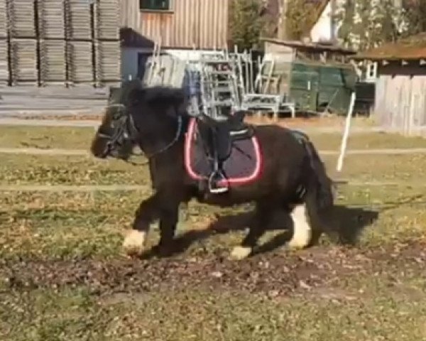 broodmare Lissy (Shetland Pony, 1998, from Asterix v.d. Dolfijn)