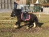 broodmare Lissy (Shetland Pony, 1998, from Asterix v.d. Dolfijn)