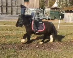 Zuchtstute Lissy (Shetland Pony, 1998, von Asterix v.d. Dolfijn)