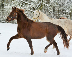 Pferd Midgard G'Freki (Welsh Partbred, 2014, von Galileo)