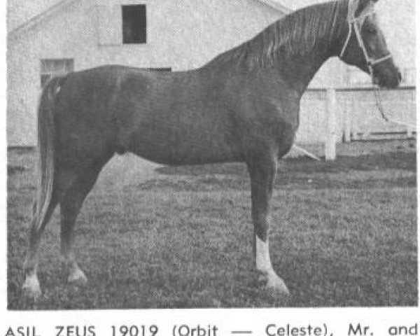 Deckhengst Asil Zeus ox (Vollblutaraber, 1961, von Orbit ox)