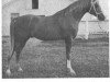 stallion Asil Zeus ox (Arabian thoroughbred, 1961, from Orbit ox)