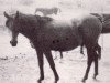 broodmare Rafarah ox (Arabian thoroughbred, 1940, from Raffles ox)