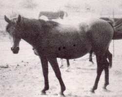 broodmare Rafarah ox (Arabian thoroughbred, 1940, from Raffles ox)