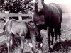 broodmare Rasasah ox (Arabian thoroughbred, 1935, from Saoud ox)