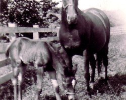 broodmare Rasasah ox (Arabian thoroughbred, 1935, from Saoud ox)