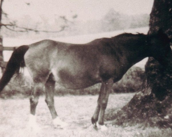 broodmare Aatika ox (Arabian thoroughbred, 1926, from Tabab 1921 ox)