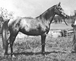 broodmare Sheria ox (Arabian thoroughbred, 1911, from Abbeian 1889 ox)