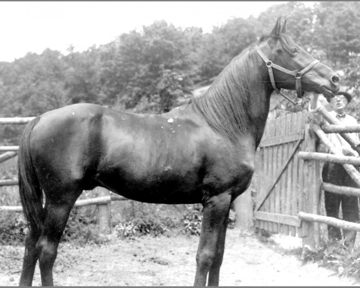 stallion Saoud ox (Arabian purebred, 1922)