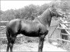 stallion Saoud ox (Arabian thoroughbred, 1922)