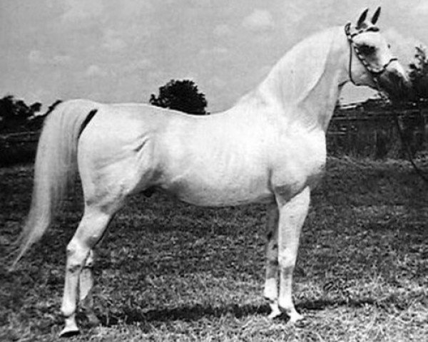 stallion Rafferty ox (Arabian thoroughbred, 1953, from Raffles ox)