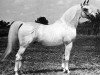 stallion Rafferty ox (Arabian thoroughbred, 1953, from Raffles ox)