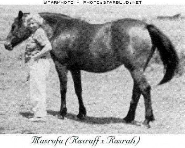 broodmare Masrufa ox (Arabian thoroughbred, 1948, from Rasraff 1942 ox)