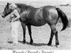 broodmare Masrufa ox (Arabian thoroughbred, 1948, from Rasraff 1942 ox)