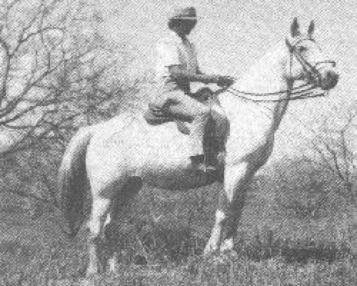 broodmare Rasrah ox (Arabian purebred, 1930, from Raseyn 1923 ox)