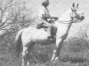 broodmare Rasrah ox (Arabian thoroughbred, 1930, from Raseyn 1923 ox)