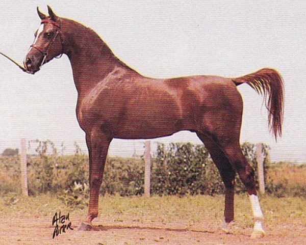 Deckhengst Beraiah ox (Vollblutaraber, 1980, von Barich de Washoe ox)