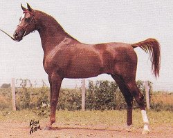 stallion Beraiah ox (Arabian thoroughbred, 1980, from Barich de Washoe ox)