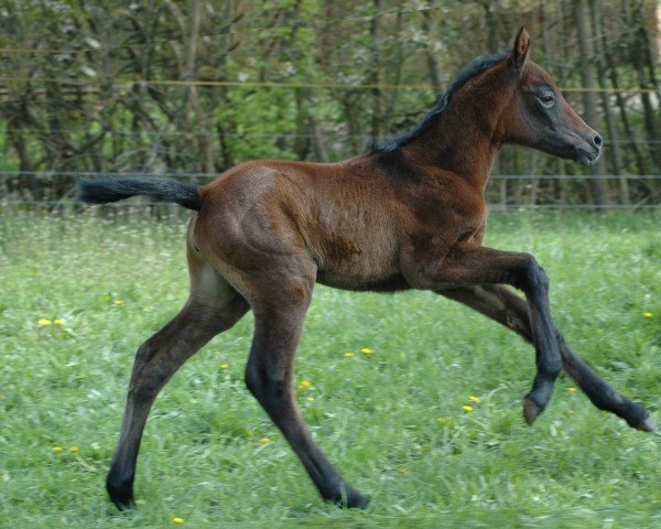 Pferd Midgard C'Frigga (Welsh Partbred, 2017, von Champino)